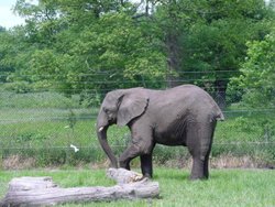 Elephant - West Midland Safari Wallpaper