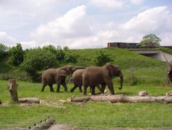 West Midlands Safari Park, Worcestershire Wallpaper