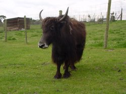 A Yak at West Midlands Safari Park Wallpaper