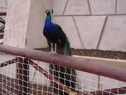 Peacock at West Midlands Safari Park, Bewdley Wallpaper