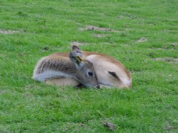 West Midlands Safari Park Wallpaper