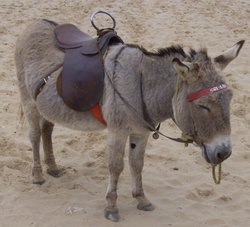 Splash the Beach Donkey at Mablethorpe in Lincolnshire Wallpaper