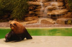 Sea lion Wallpaper