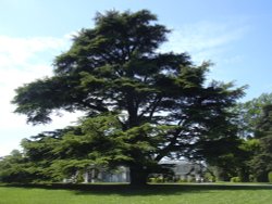 The big cedar at Brodsworth Hall, South Yorkshire Wallpaper