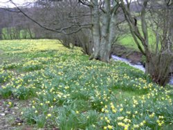 Farndale, Kirkbymoorside in North Yorkshire Wallpaper