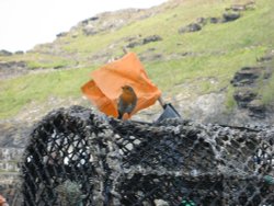 Robin at Boscastle, Cornwall Wallpaper