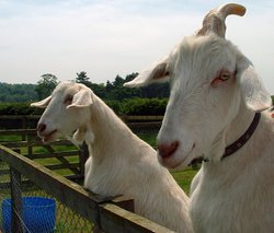 Goats at Fritton Lake Country Park, Gorleston-on-Sea, Norfolk