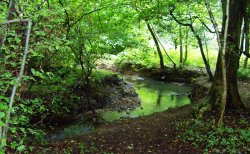 Walk in the Woods, North Anston, South Yorkshire Wallpaper