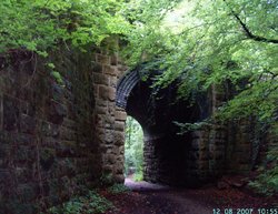 Anston Wood, North Anston, South Yorkshire Wallpaper