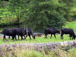 Water Buffalo in the Peak District Wallpaper