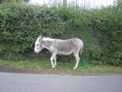 The New Forest (Hampshire) Wallpaper