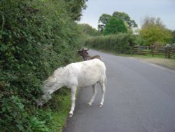 The New Forest (Hampshire) Wallpaper