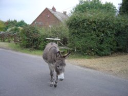 The New Forest (Hampshire) Wallpaper