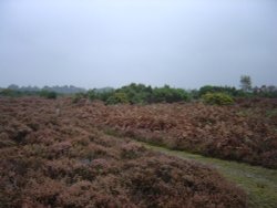 The New Forest (Hampshire) Wallpaper