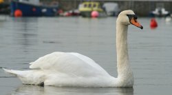 Swan passing by at Keyhaven, Hampshire Wallpaper