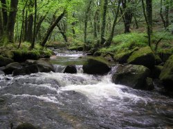 Golitha Falls, Draynes, Cornwall Wallpaper