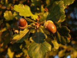 Acorns in evening sunlight, Steeple Claydon, Buckinghamshire Wallpaper