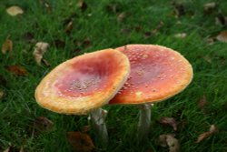 Fungus found in the grounds of Newstead Abbey, Nottinghamshire Wallpaper