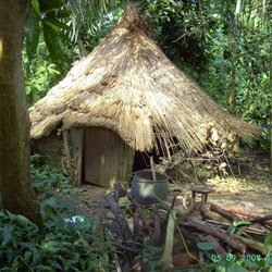 The Rainforest Area, The Eden Project, Bodelva, Cornwall Wallpaper