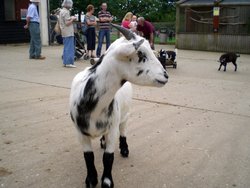 Africa Alive - African Animal Adventure Park, Kessingland, Suffolk Wallpaper