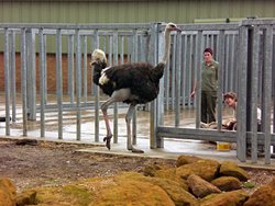 Africa Alive - African Animal Adventure Park, Kessingland, Suffolk Wallpaper