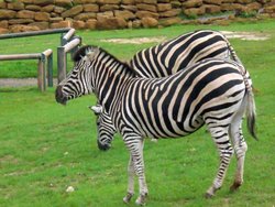 Africa Alive - African Animal Adventure Park, Kessingland, Suffolk Wallpaper