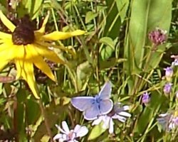 Flower and butterfly, The Eden Project, Bodelva, Cornwall Wallpaper