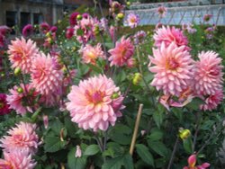 Beautiful Flowers in walled garden at Tyntesfield, Wraxall, Somerset Wallpaper