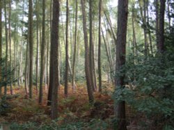 The Outwoods, Nanpantan, Leicestershire Wallpaper