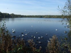 Groby Pool, Groby, Leicestershire Wallpaper