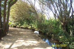 Abbotsbury Swannery, Abbotsbury, Dorset Wallpaper