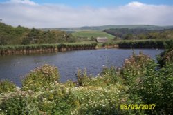 Abbotsbury Swannery, Abbotsbury, Dorset Wallpaper