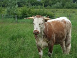 English Longhorn at Wanlip Meadows, Leicestershire Wallpaper