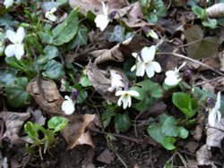 White violets in Sprotbrough Flash woods, South Yorkshire Wallpaper