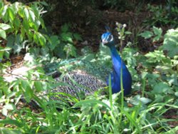 Peacock at Newquay Zoo Wallpaper