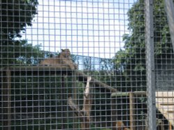 Newquay Zoo, Cornwall Wallpaper