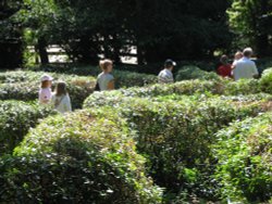 The Hedge Maze at Newquay Zoo, Cornwall Wallpaper