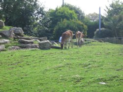 Newquay Zoo, Cornwall Wallpaper