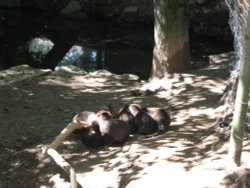 Otters at Newquay Zoo, Cornwall Wallpaper