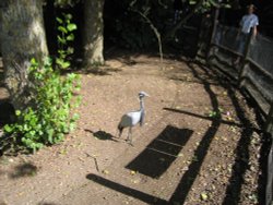 Newquay Zoo, Cornwall Wallpaper