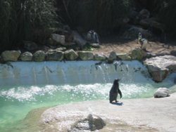 Penguins at Newquay Zoo, Cornwall Wallpaper