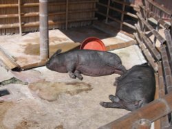 Vietnamese Pot-Bellied Pigs. Newquay Zoo, Cornwall Wallpaper