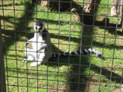 Newquay Zoo, Cornwall Wallpaper