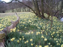 Farndale wild Daffodils, Kirkbymoorside, North Yorkshire