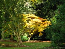 Autumn at Westonbirt Arboretum, Gloucestershire Wallpaper