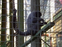 Monkeys, The Monkey Sanctuary, Looe, Cornwall Wallpaper