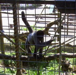 Monkeys, The Monkey Sanctuary, Looe, Cornwall Wallpaper