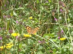 A painted lady butterfly, The Monkey Sanctuary, Looe, Cornwall Wallpaper