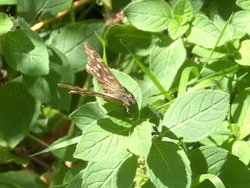 Speckled Wood Butterfly, The Monkey Sanctuary, Looe, Cornwall Wallpaper