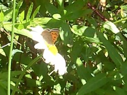 Small Copper butterfly, The Monkey Sanctuary, Looe, Cornwall Wallpaper